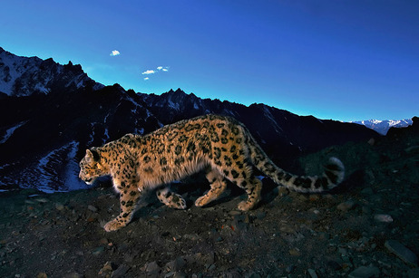 Snowleopard Custom